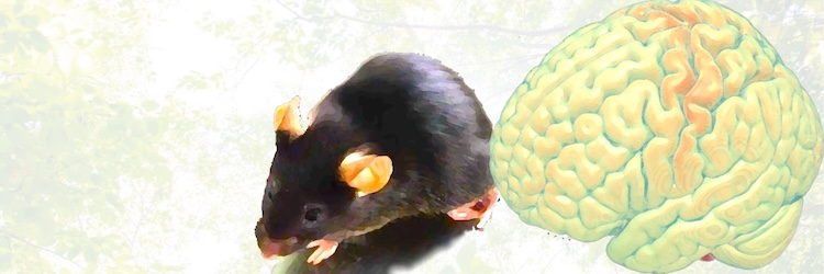 mouse and brain images